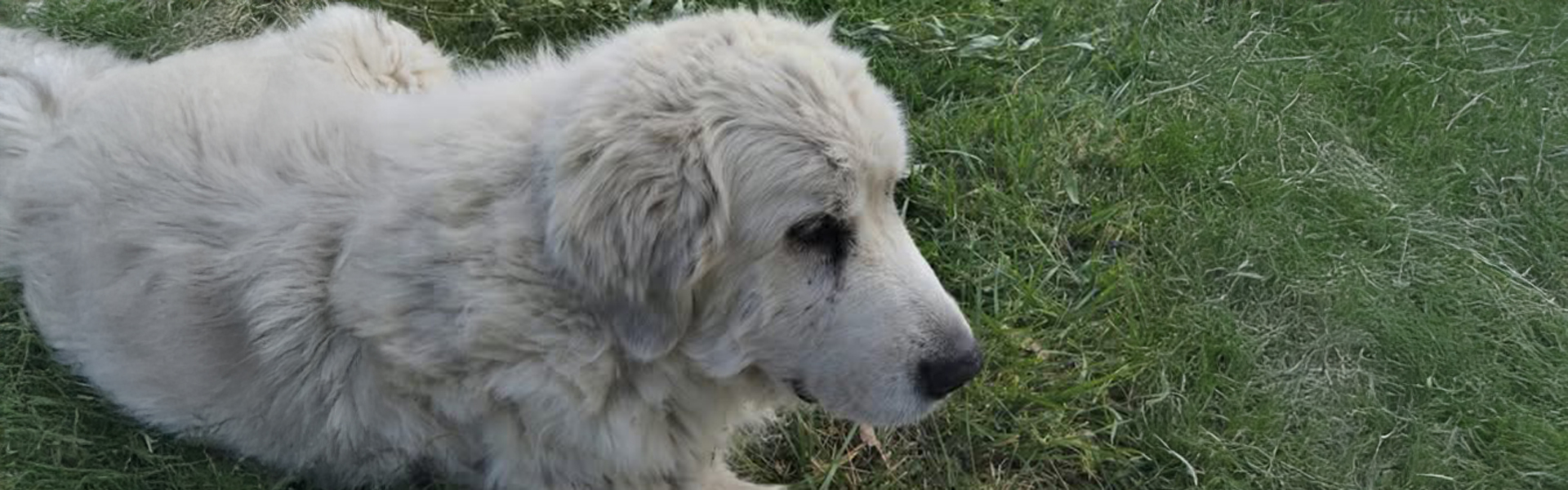 Shepherd of My Heart: Remembering Shoo and the Guardians We Wish We Had